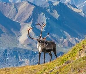 Denali Park caribou