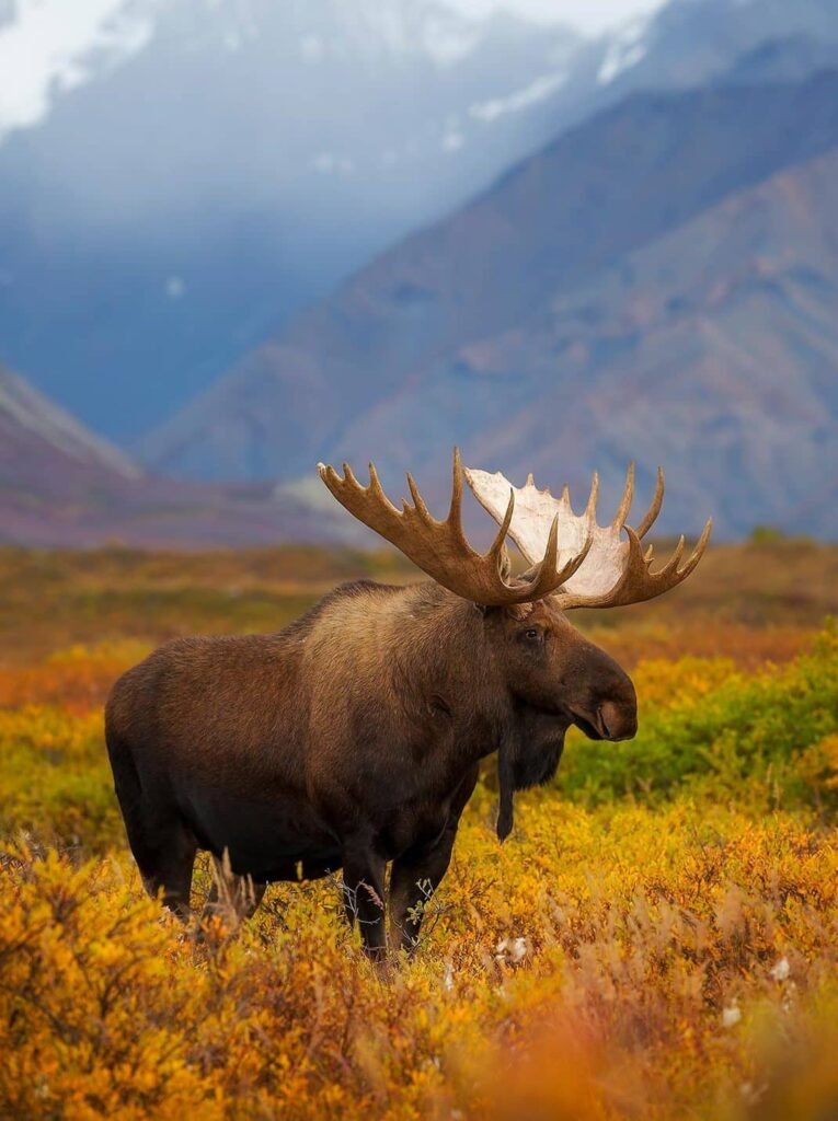 alaska wildlife bull moose