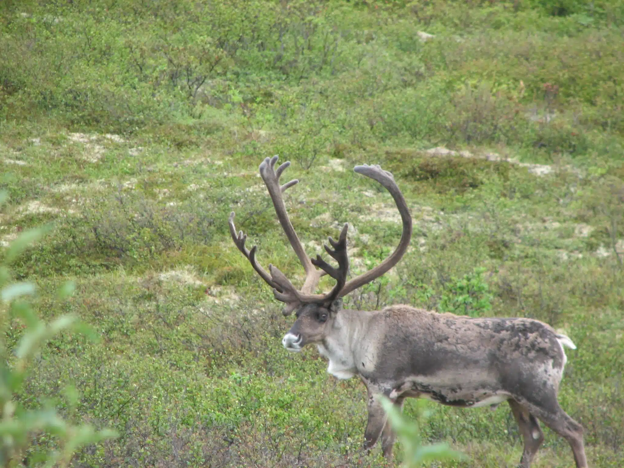 Social.DenaliWildlife