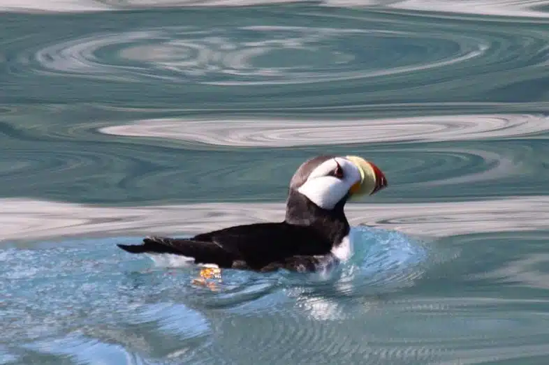 puffswim-edited-e1615064382285