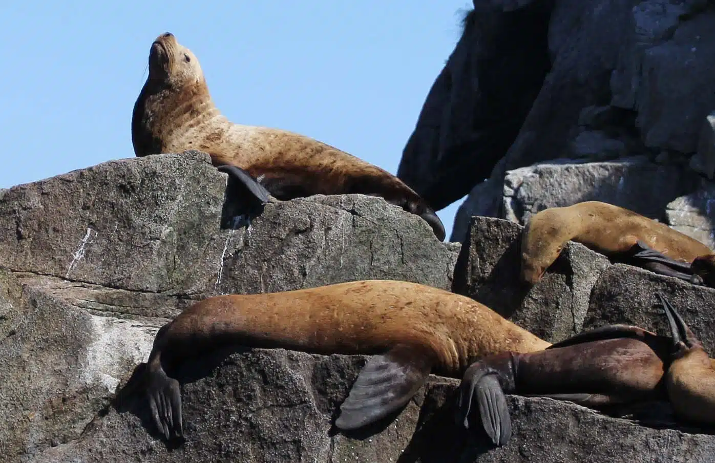sealions